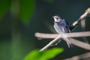IMG_7015_resize.jpg