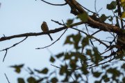 IMG_7070_resize.jpg