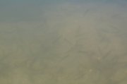 07293958.JPG