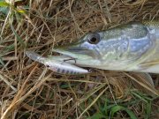 DSC02584.JPG