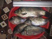 IMG_1895.jpg
