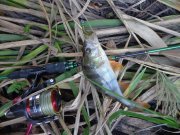 DSC02658.JPG
