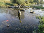 DSC09246.JPG