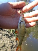 DSC02689.JPG
