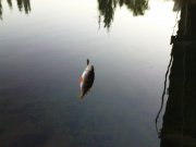 DSC09291.JPG