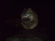 DSCF0536.JPG
