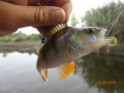 DSC02709.JPG