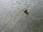 DSC02710.JPG