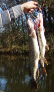DSC00824.jpg