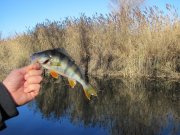 IMG_0236.JPG