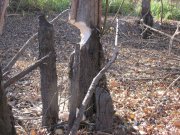 IMG_0238.JPG