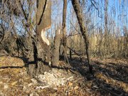 IMG_0239.JPG