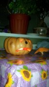 IMG_20141031_180448.jpg