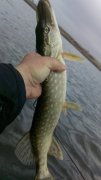 IMG_20141115_150254.jpg