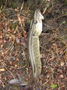 IMG_9935.jpg