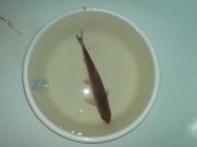 DSC00090.JPG