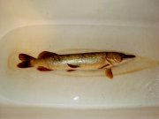 DSC01470.JPG