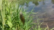 IMG_20150602_150848.jpg