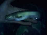 IMG0219A.jpg