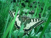 IMG0232A.jpg