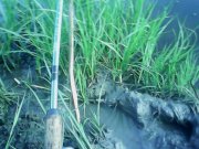 IMG0236A.jpg