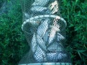 IMG0238A.jpg