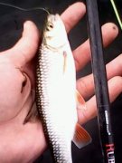 IMG0017A.jpg