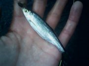IMG0209A.jpg