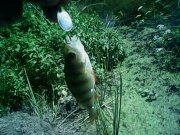 IMG0247A.jpg