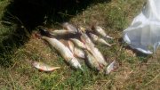 IMG_20150802_124649.jpg