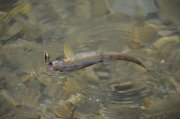 DSC_1080.jpg