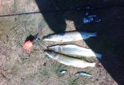 IMG_20150809_131338.jpg