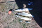 IMG_20150809_131332.jpg
