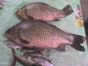 DSC01382.JPG