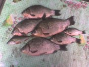 DSC01426.JPG