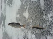 DSC02758.JPG