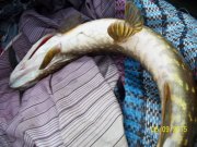 100_9321.JPG
