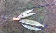 IMG_20150915_171036.jpg