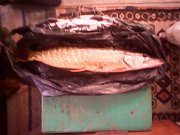 IMG0303A.jpg