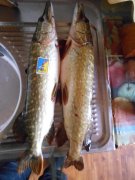 DSCN2493.JPG