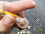 100_9599.JPG