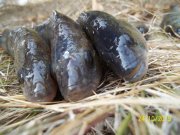 100_9601.JPG