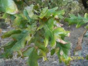 100_9602.JPG