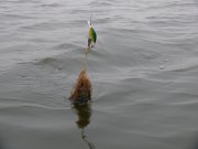 P1100255.JPG