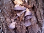 IMG0331A.jpg