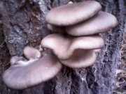 IMG0334A.jpg