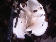 IMG0330A.jpg