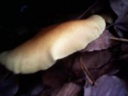 IMG0332A.jpg