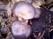 IMG0339A.jpg