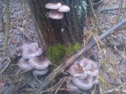 WP_000250.jpg